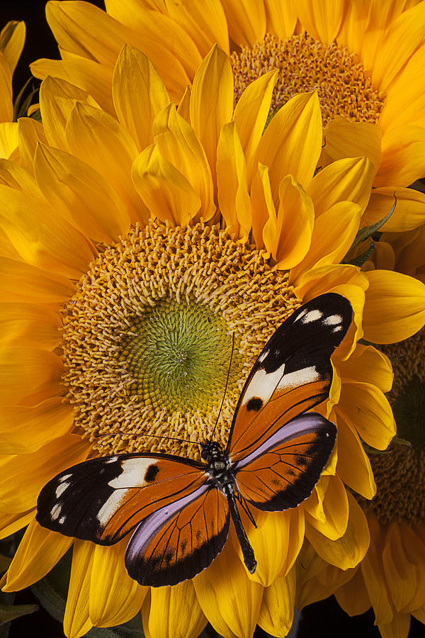 Sunflower Photograph - Pretty butterfly on sunflowers by Garry Gay