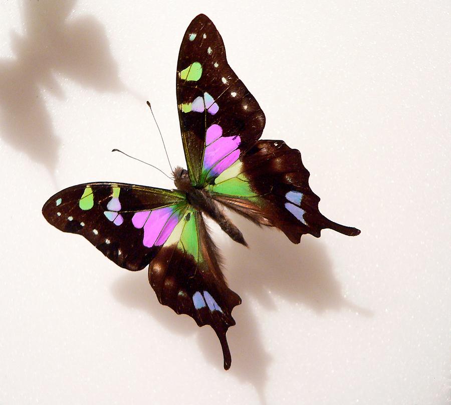 Download Pretty Butterfly Photograph by Rosalie Scanlon