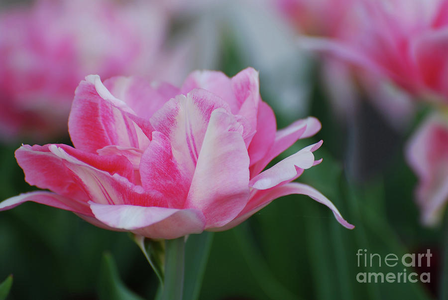 Pretty Candy Striped Pale Pink Tulip in Bloom Photograph by DejaVu Designs