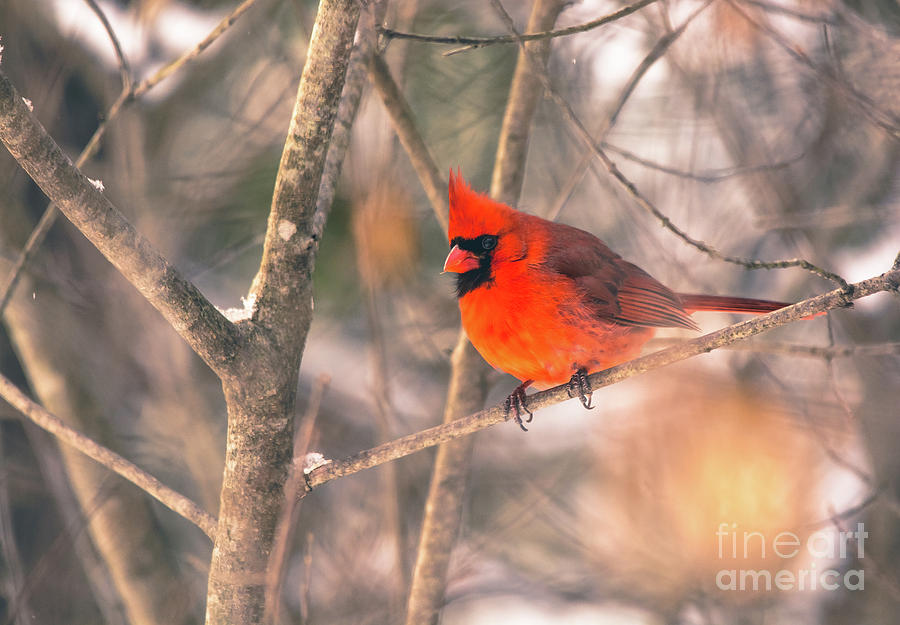 Pretty Cardinal Photograph by Cheryl Baxter