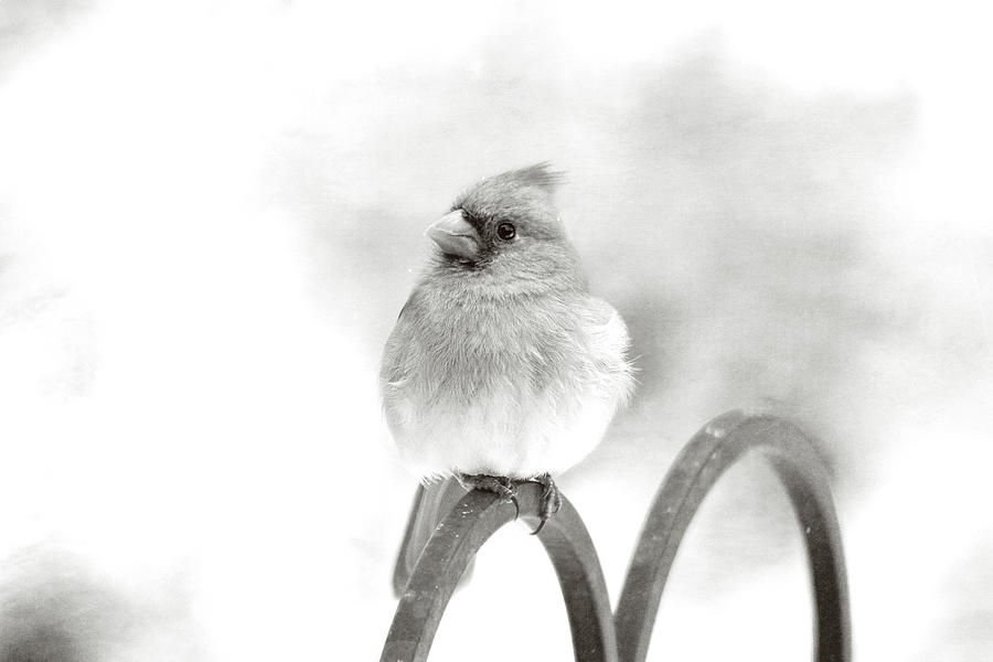 Pretty Cardinal in Black and White Photograph by Trina Ansel
