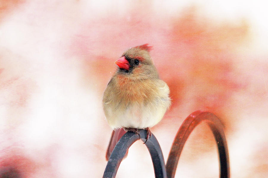 Pretty Cardinal Photograph by Trina Ansel