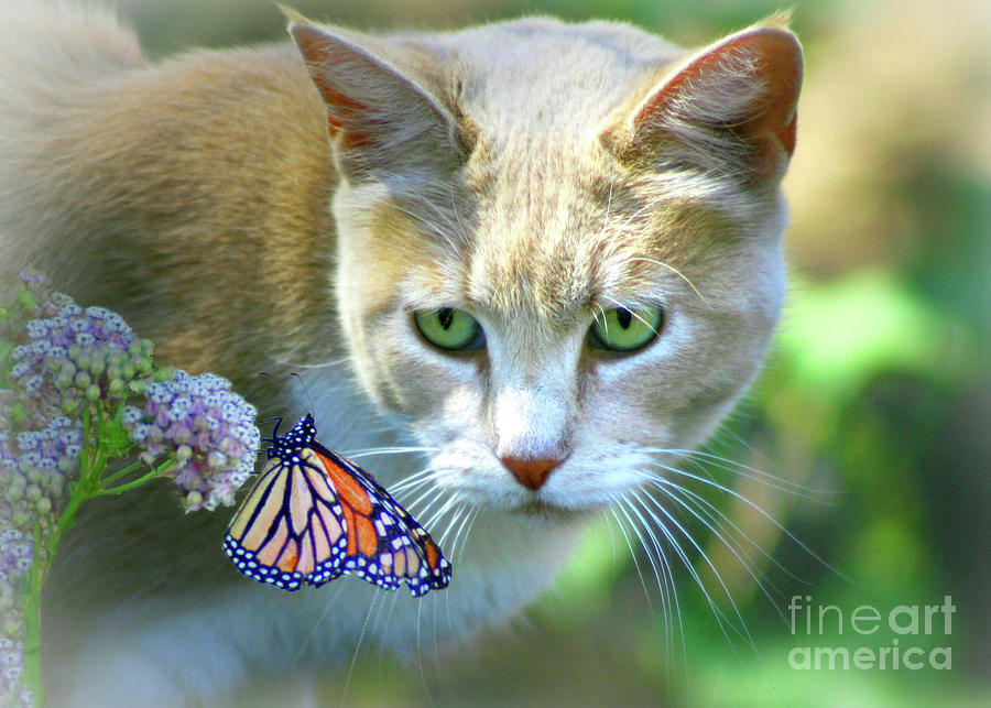 Pretty Cat and Monarch Butterfly Photograph by Stephanie Laird