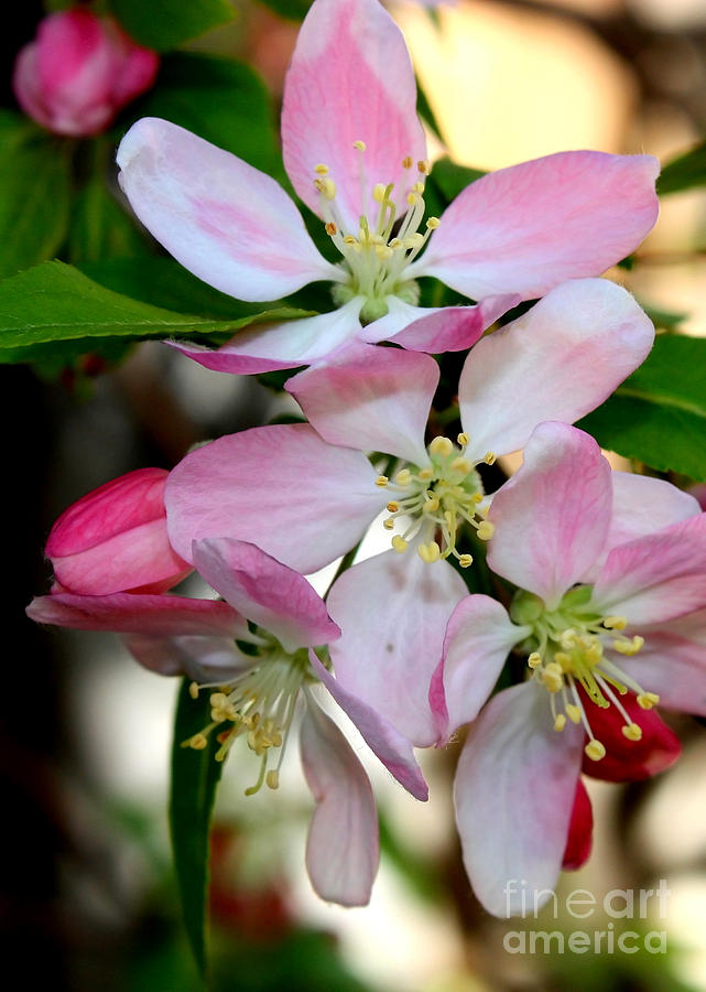 Spring Photograph - Pretty Cherry Blossoms Macro by Carol Groenen