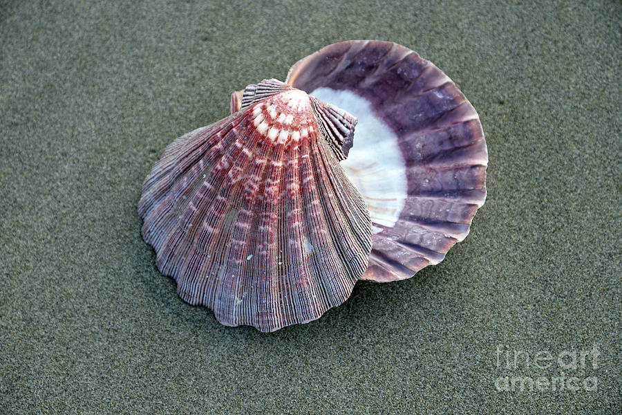 Pretty Clams Photograph by Denise Bruchman