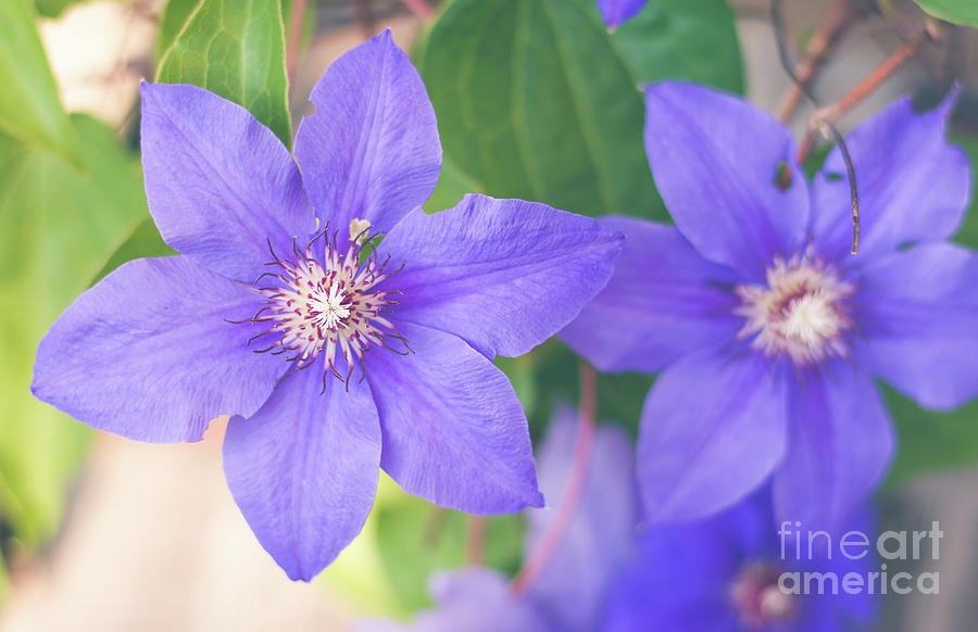 Pretty Clematis Photograph by Cheryl Baxter