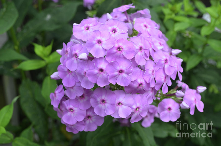 Pretty Cluster of Pink Phlox Flowers in Bloom Photograph by DejaVu Designs