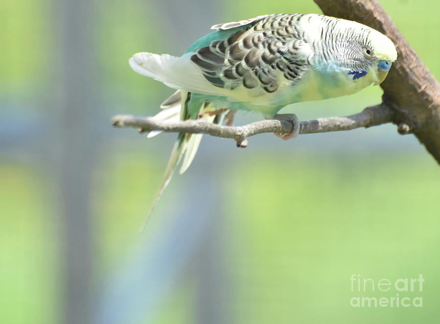 Pretty Colorful Pastel Parakeet on a Tree Branch Photograph by DejaVu Designs