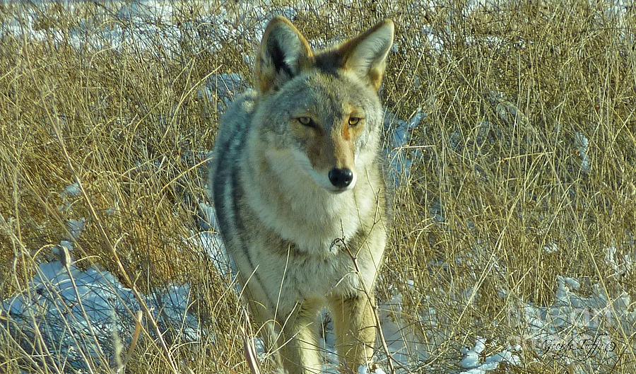 Pretty Coyote Photograph by George Tuffy