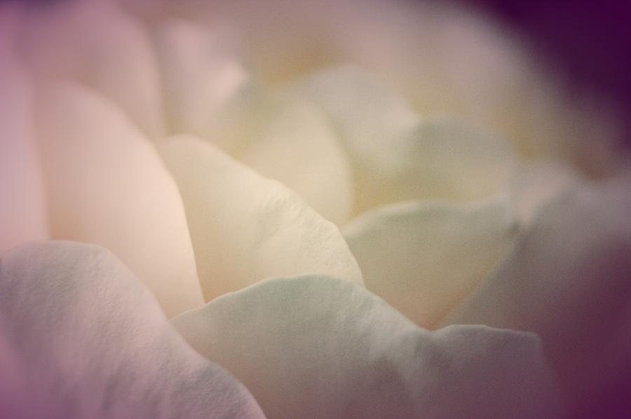 Pretty Cream Rose Photograph by The Art Of Marilyn Ridoutt-Greene