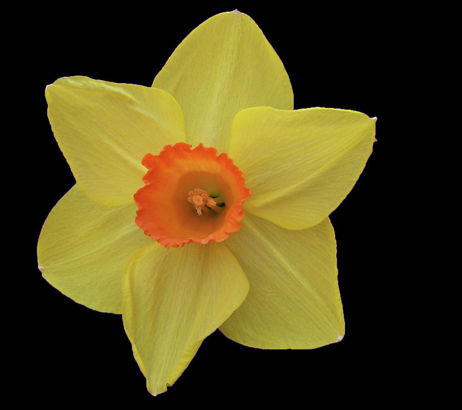 Pretty Daffodil Photograph by Vijay Sharon Govender