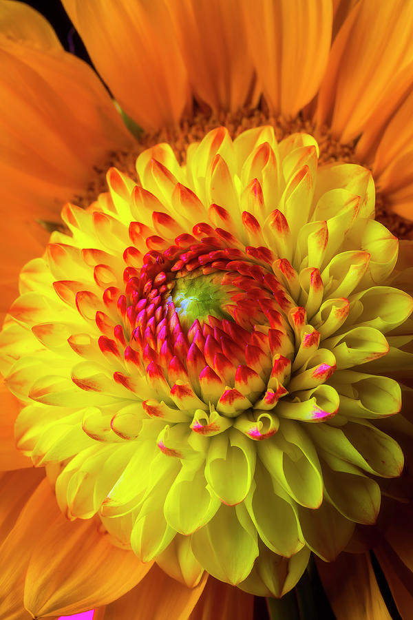 Pretty Dahlia And Sunflower Photograph by Garry Gay