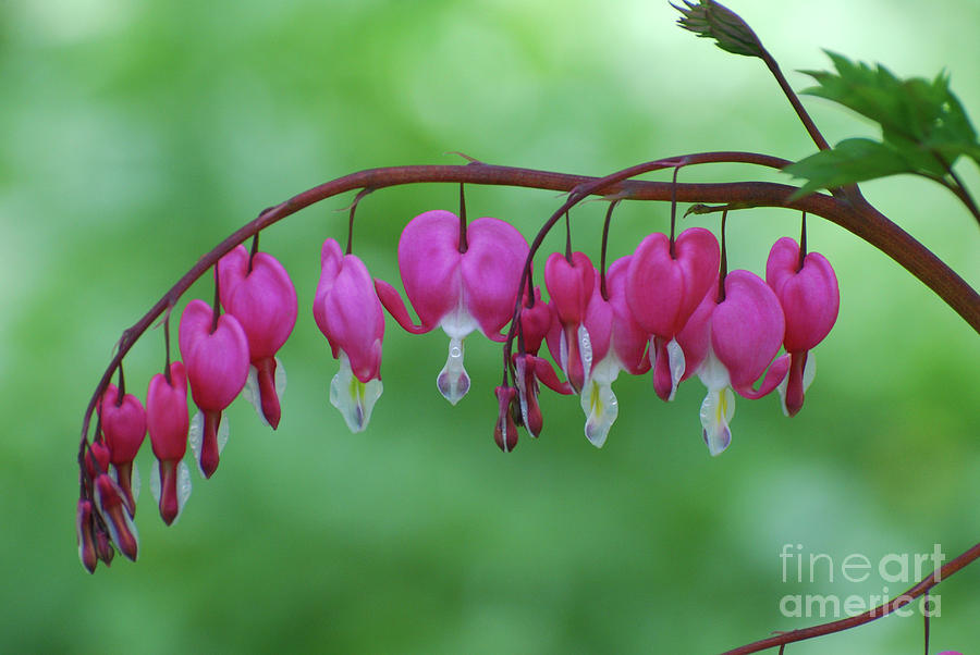 Pretty Dangling Bleeding Heart Flower Blossoms Photograph by DejaVu Designs