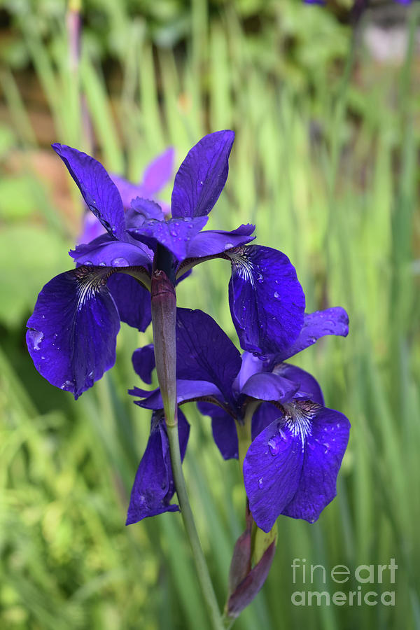 Pretty Dark Purple Flower Siberian Irises in Spring Photograph by DejaVu Designs