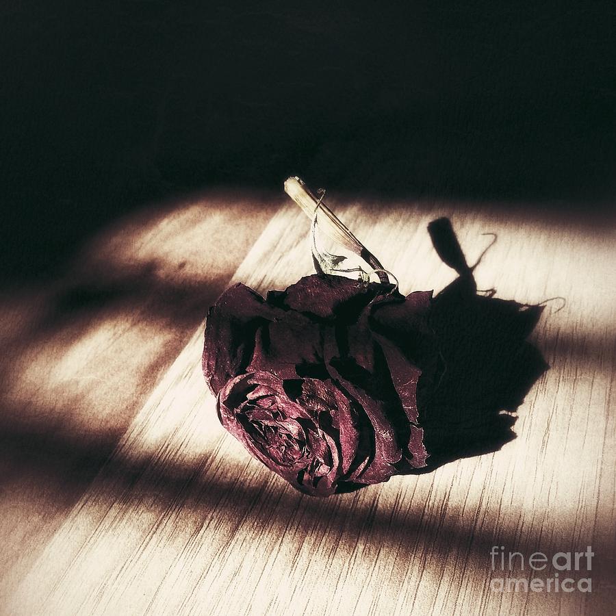 Pretty Dead rose resting in the warm sun Photograph by Adrian De Leon Art and Photography