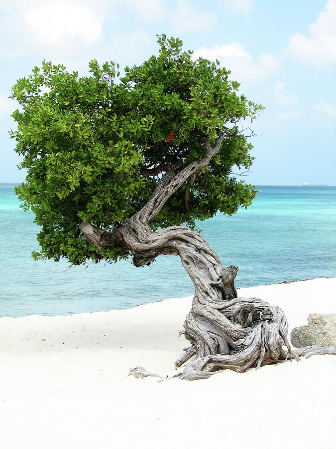 Pretty Divi Divi Tree in Aruba Photograph by DejaVu Designs