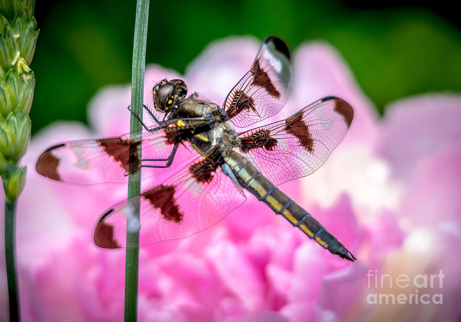 Pretty Dragonfly Photograph by Cheryl Baxter