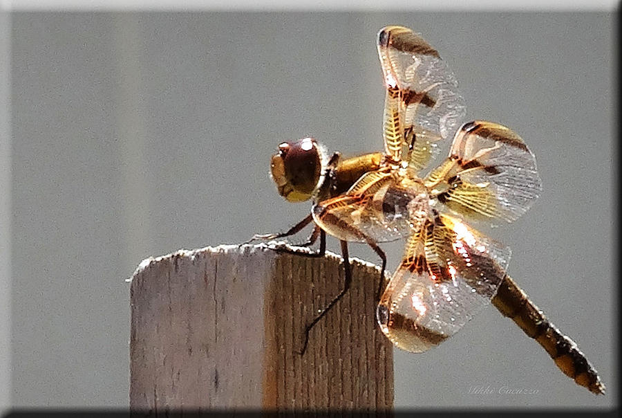 Pretty Dragonfly Photograph by Mikki Cucuzzo