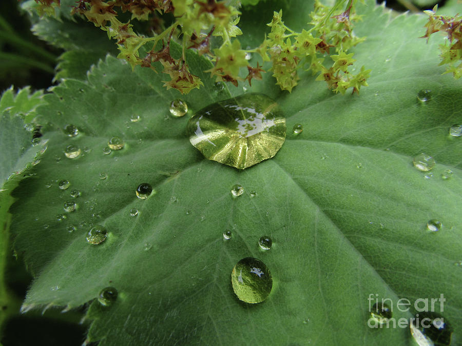 Pretty Drops  Photograph by Kim Tran