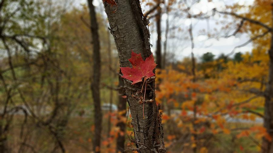 Landscape Photograph - Pretty fall by Yazid Ismail Landscape Photograph - Pretty fall by Yazid Ismail