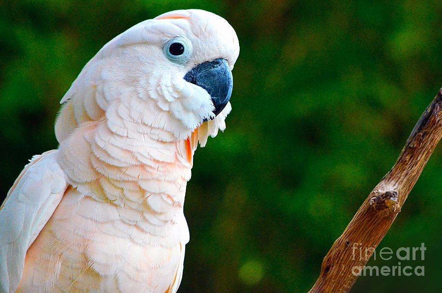 Pretty feathers Photograph by Spade Photo - Fine Art America