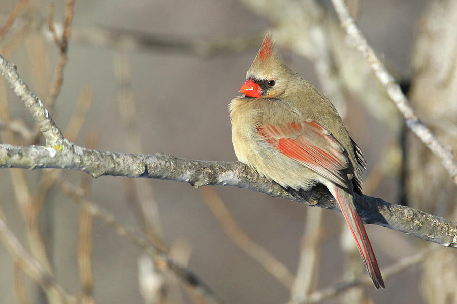 Pretty Female Cardinal Photograph by Brook Burling