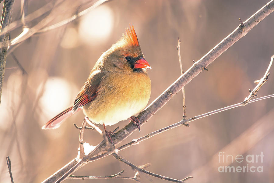 Pretty Female Cardinal Photograph by Cheryl Baxter