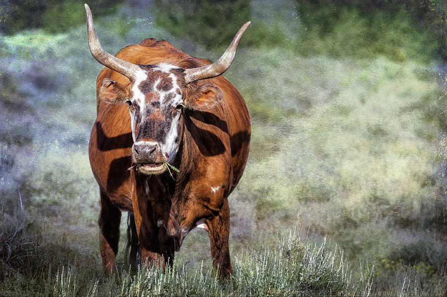 Pretty Female Cow With Horns Photograph