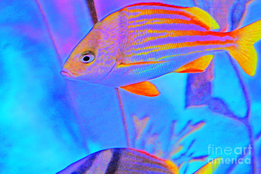 Pretty Fishy, Fish, 1, multi-color, blue background Photograph by David Frederick