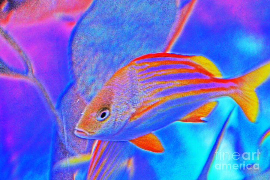 Pretty Fishy, Fish, 2, multi-color, blue background Photograph by David Frederick