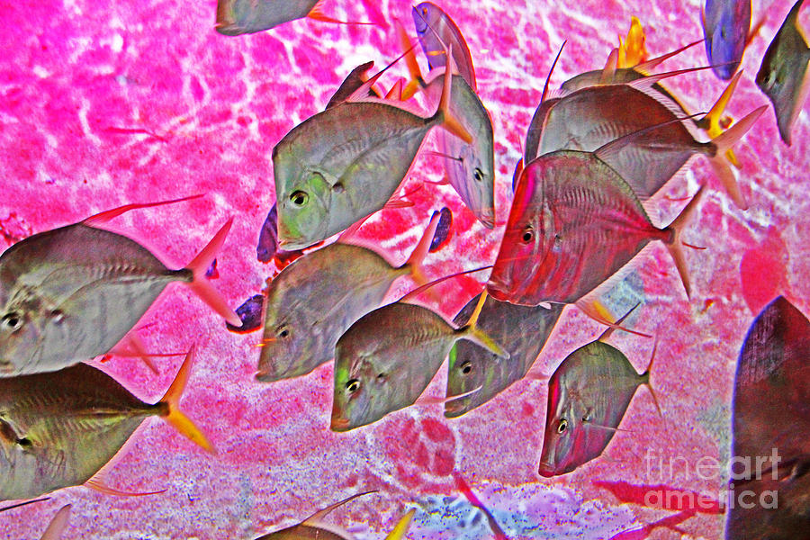 Pretty Fishy, Fish, 4, multi-color, pink background Photograph by David Frederick