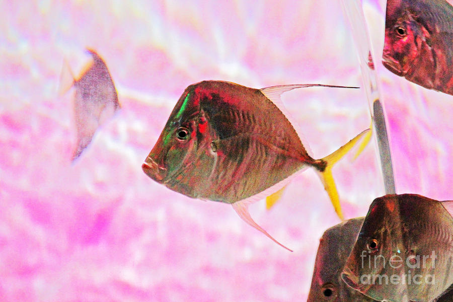 Pretty Fishy, Fish, 5, multi-color, pink background Photograph by David Frederick
