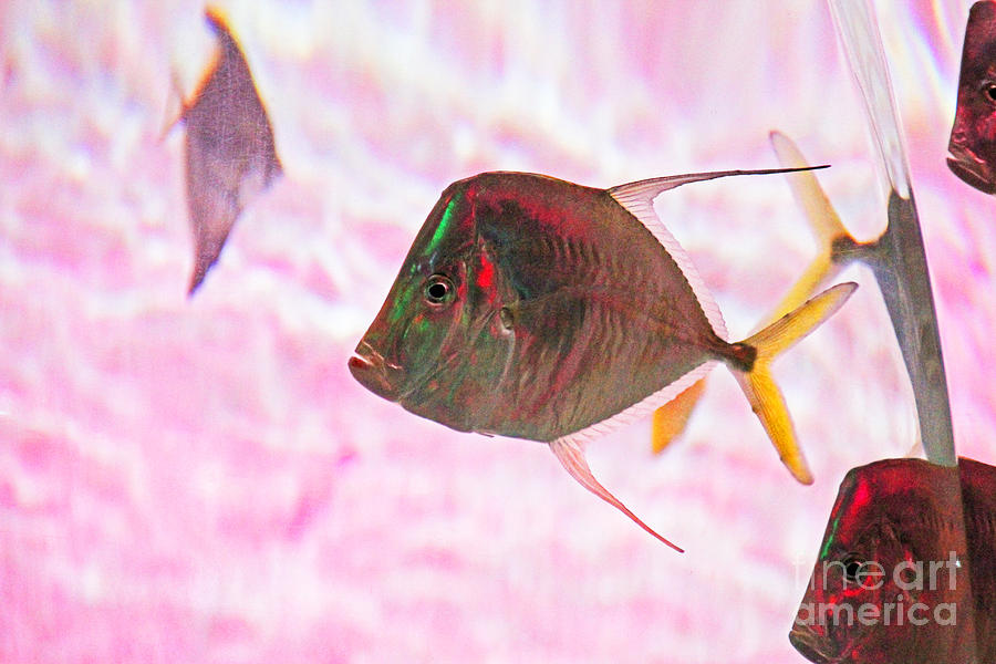 Pretty Fishy, Fish, 6, multi-color, pink background Photograph by David Frederick