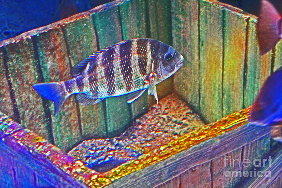 Pretty Fishy, in a box, Fish, 1, multi-color, pink background Photograph by David Frederick