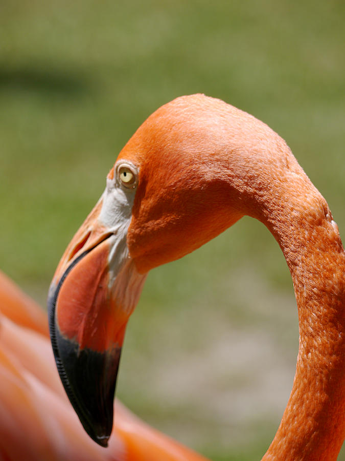 Pretty Flamingo Photograph by Richard Reeve