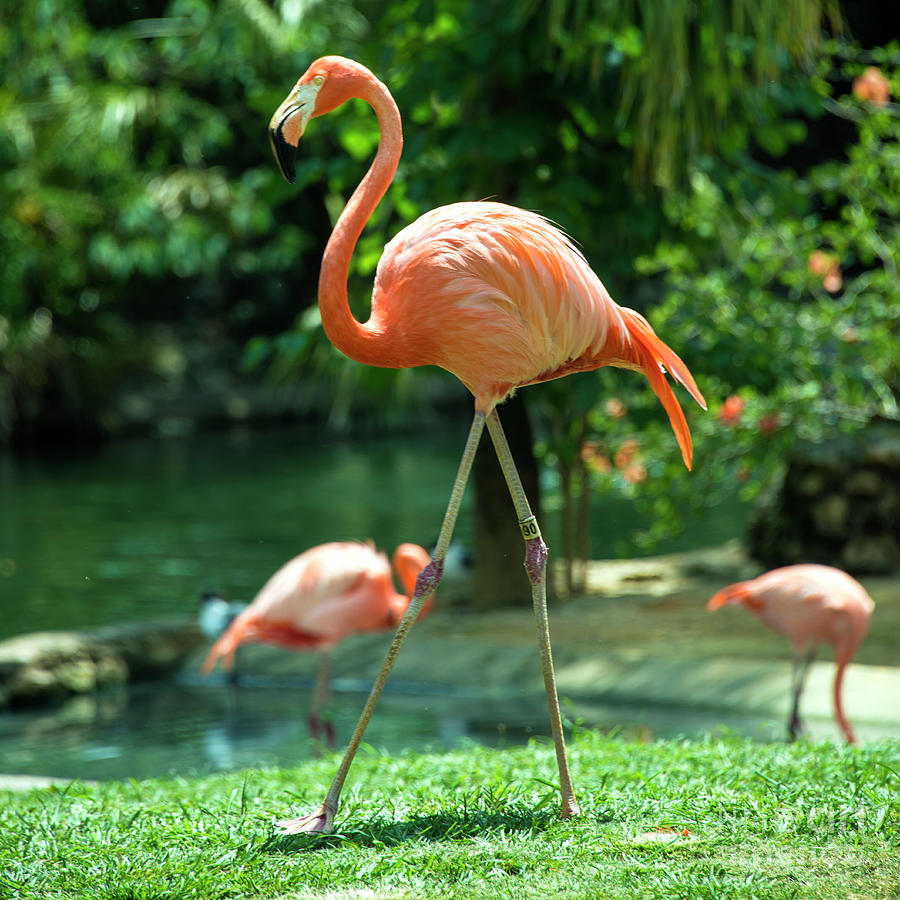 Pretty Flamingo Photograph by Rob Hawkins - Fine Art America