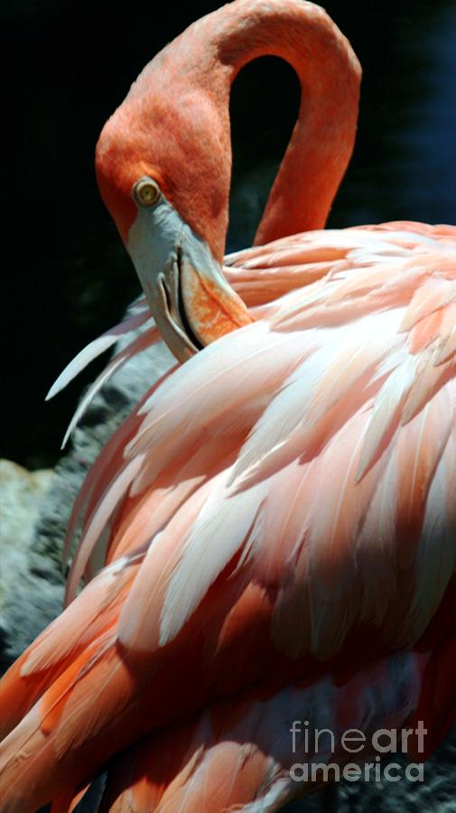 Pretty Flamingo Photograph by Sheryl Unwin