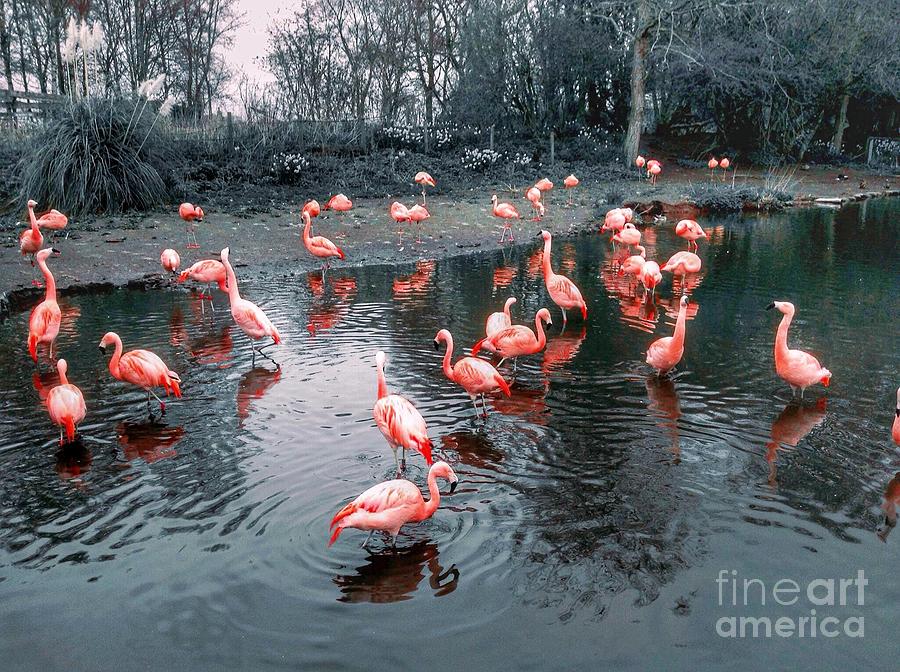 Pretty Flamingos 2 Photograph by Joan-Violet Stretch