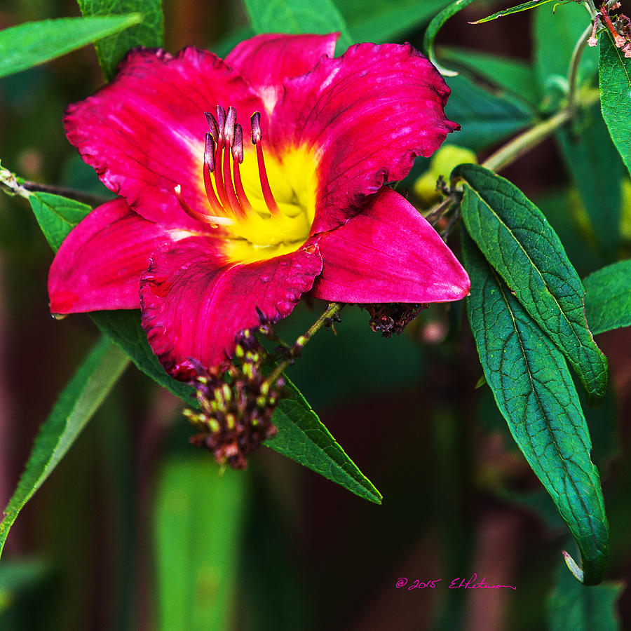 Pretty Flower Photograph by Ed Peterson