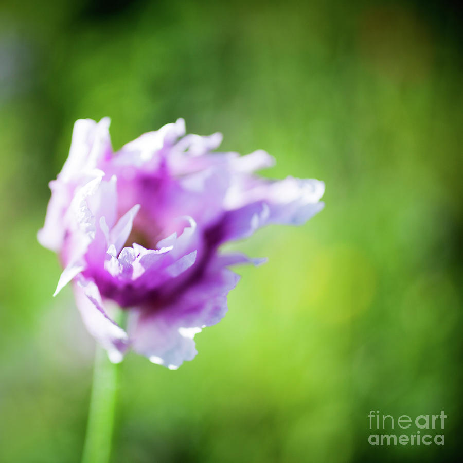 Pretty flower Photograph by Kati Finell