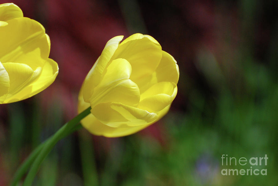 Pretty Flowering Yellow Tulips in Early Spring Photograph by DejaVu Designs