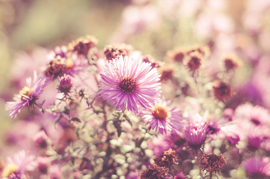Pretty Flowers Photograph by Marcus Karlsson Sall