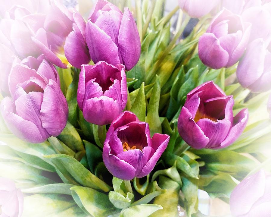 Tulip Photograph - Pretty flowers - Tulips by Jeremy Hayden