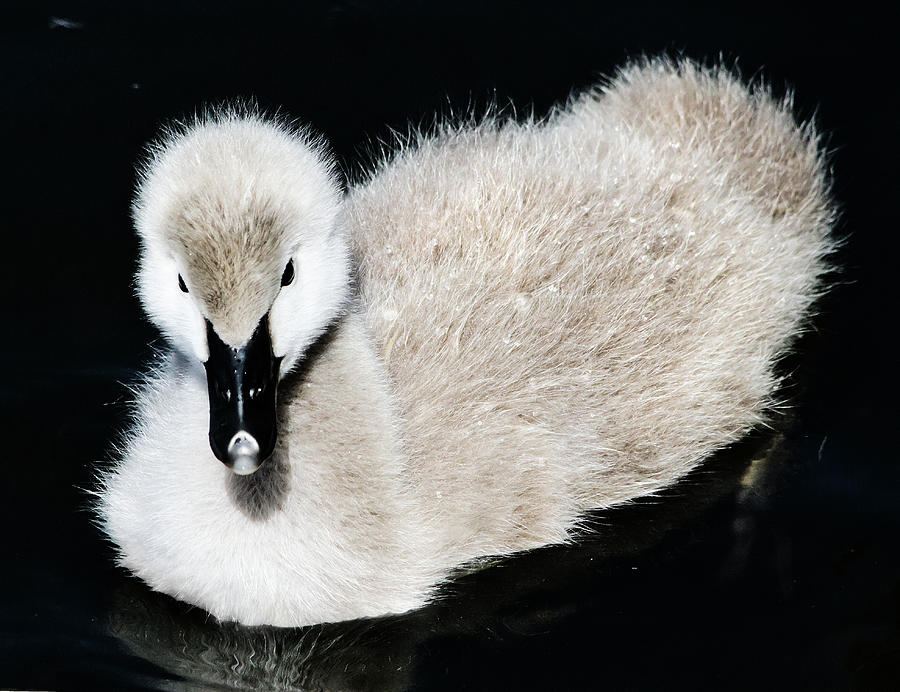 Swan Photograph - Pretty Fluffy Babe by Miroslava Jurcik