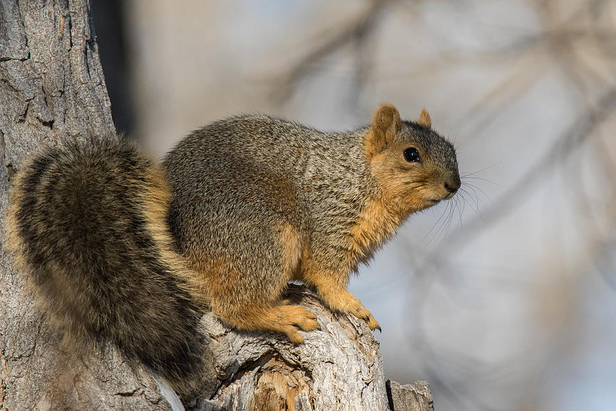 Pretty Fox Squirrel Poses for Pictures Photograph by Tony Hake
