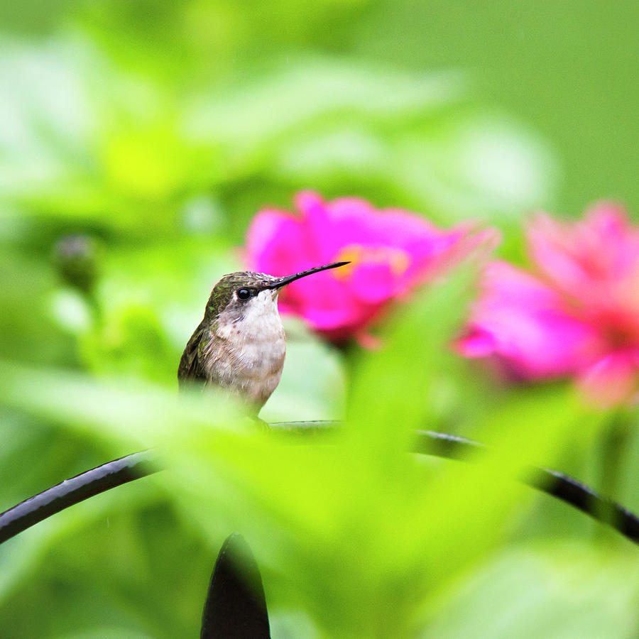 Pretty Garden Jewel Hummingbird Sqauare Photograph by Christina Rollo
