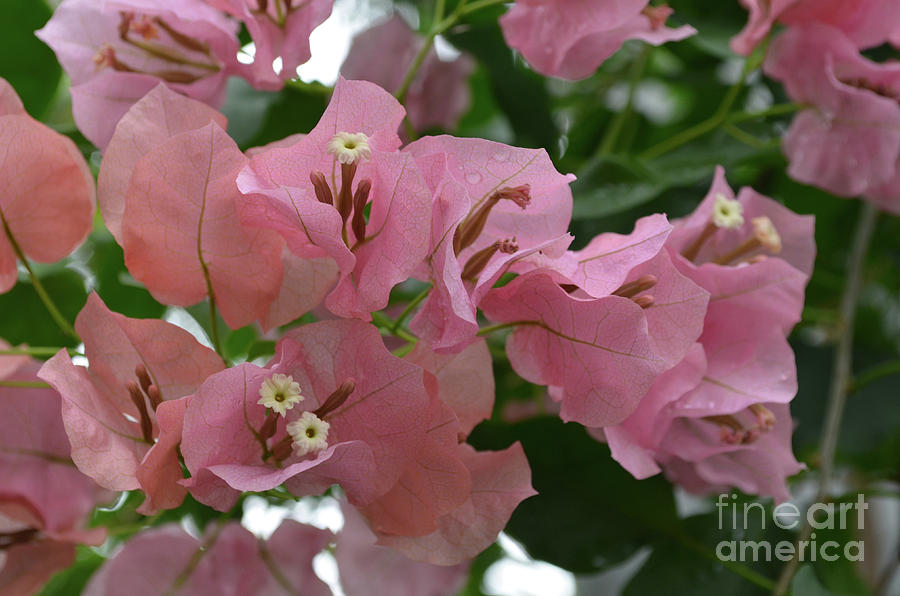 Pretty Garden with Pink Crepe Myrtle Flowers Photograph by DejaVu Designs