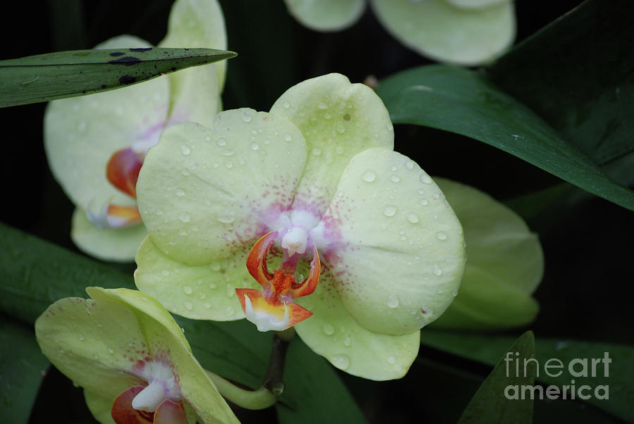 Pretty Green Orchid with Rain Drops on the Petals Photograph by DejaVu Designs