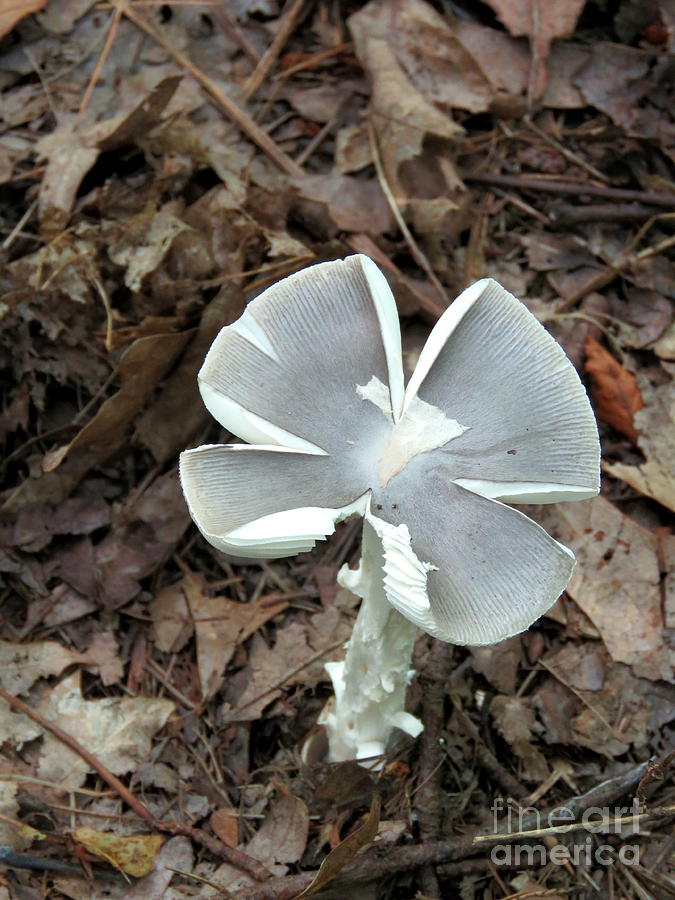 Pretty Grey Mushroom Photograph by Maxine Kamin