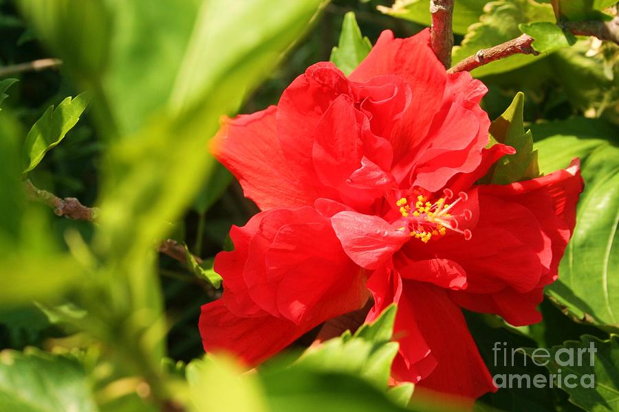 Flower Photograph - Pretty Hibiscus by Maria Young